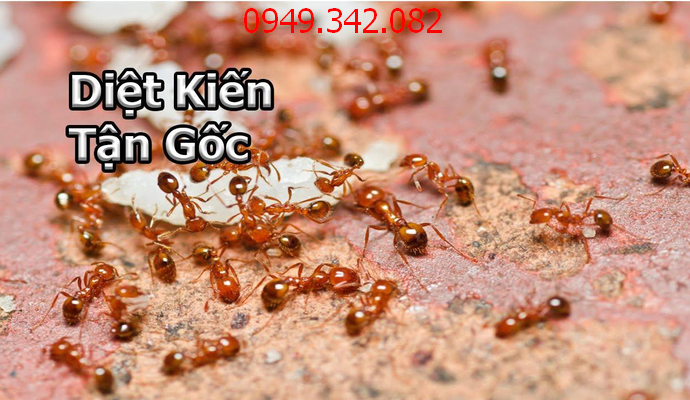 diệt kiến tại Hồ Chí Minh